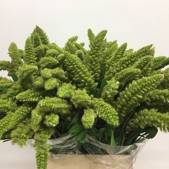 SETARIA GREEN PEARL GRASS