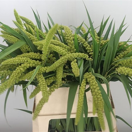 SETARIA GREEN PEARL GRASS