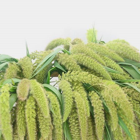 SETARIA ITALICA BIG MAMA GRASS