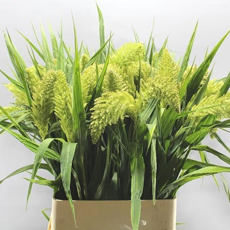 SETARIA ITALICA BIG MAMA GRASS