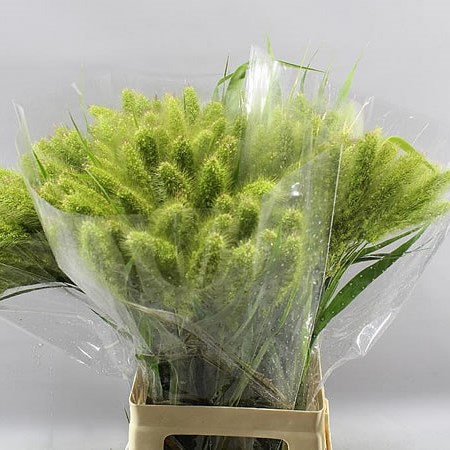 SETARIA ITALICA GRASS