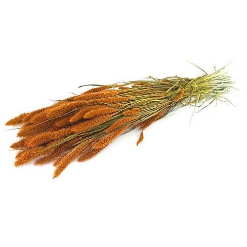 SETARIA ITALICA GRASS DYED ORANGE (DRIED)