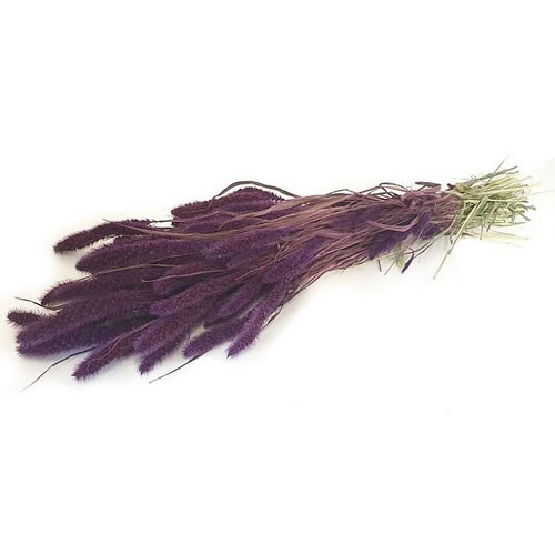 SETARIA ITALICA GRASS DYED PURPLE (DRIED)