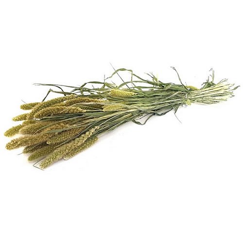 SETARIA ITALICA GRASS NATURAL (DRIED)