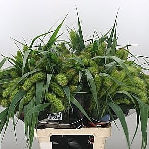 Setaria italica