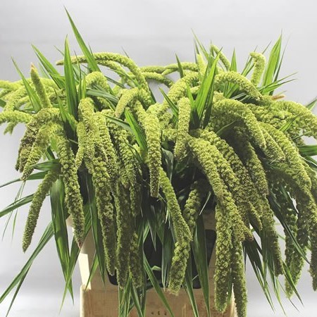 SETARIA ITALICA GREEN SNAKE GRASS