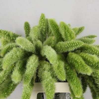 SETARIA ITALICA HIGHLANDER