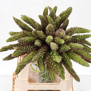 SETARIA ITALICA TOMER GRASS