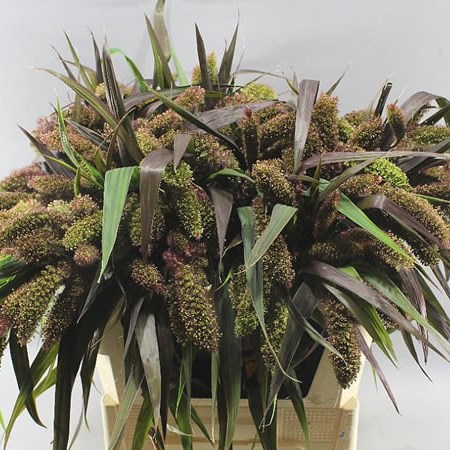 SETARIA RED JEWEL GRASS