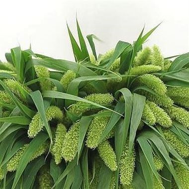 SETARIA WHOLE MILK GRASS