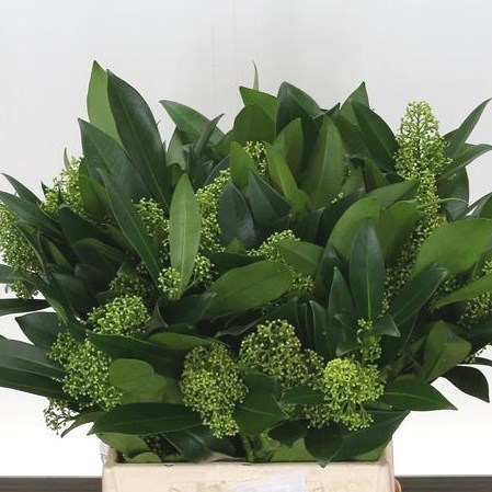 SKIMMIA KEW GREEN