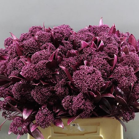 SKIMMIA DYDED ERICA PINK