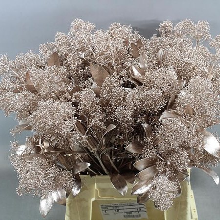 SKIMMIA DYED CHAMPAGNE