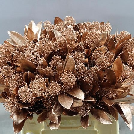 SKIMMIA DYED COPPER