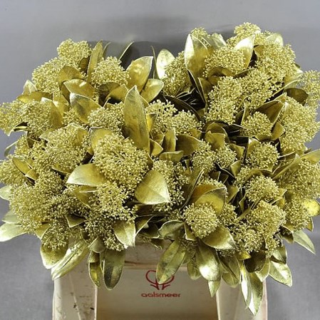 SKIMMIA DYED GOLD