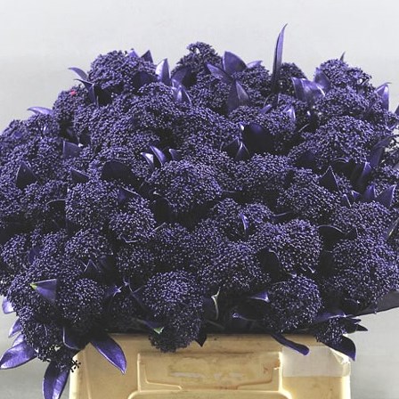 SKIMMIA DYED - LILAC
