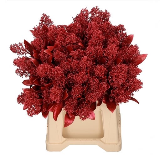 SKIMMIA DYED METALLIC RED