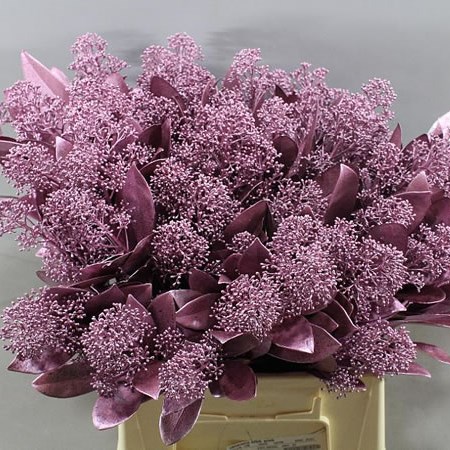 SKIMMIA DYED PINK