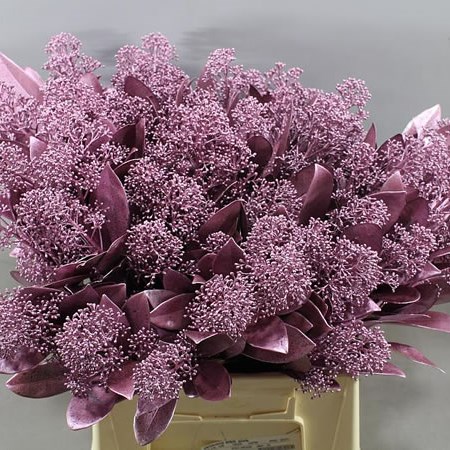 SKIMMIA DYED - PINK