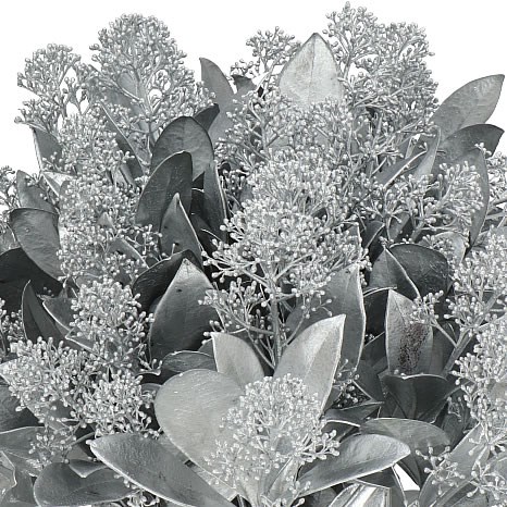 SKIMMIA DYED SILVER