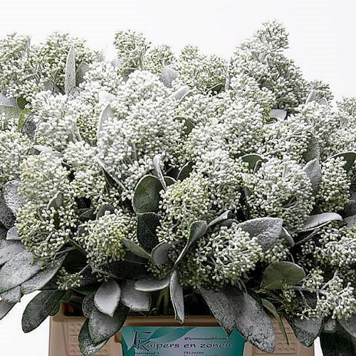 SKIMMIA FINCHY FROST EFFECT