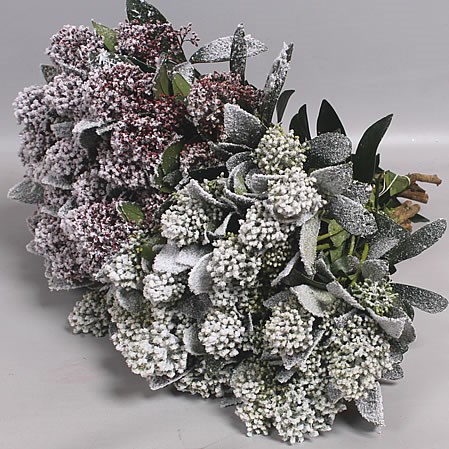 SKIMMIA FROSTED