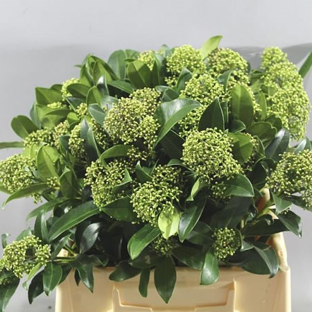 SKIMMIA JAPONICA FRAGRANT CLOUD