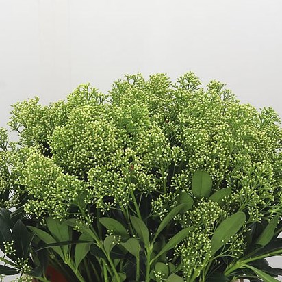 SKIMMIA JAPONICA YUKI