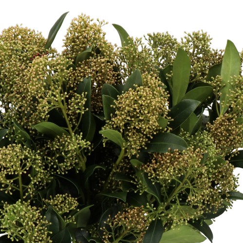 SKIMMIA SNOW WHITE