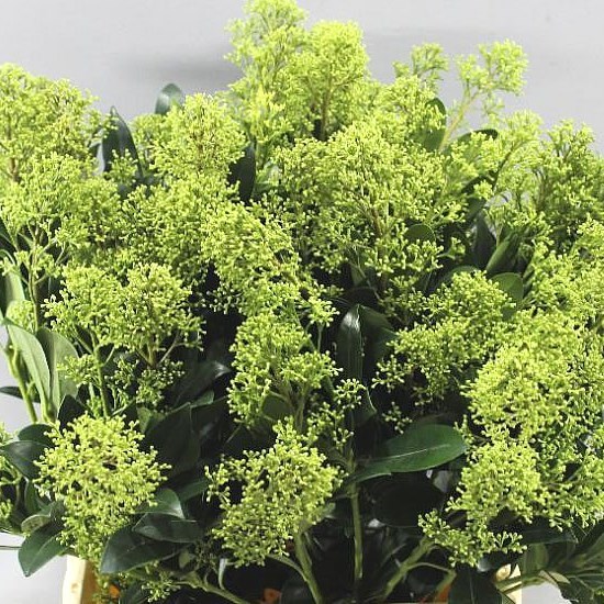 SKIMMIA SNOW WHITE