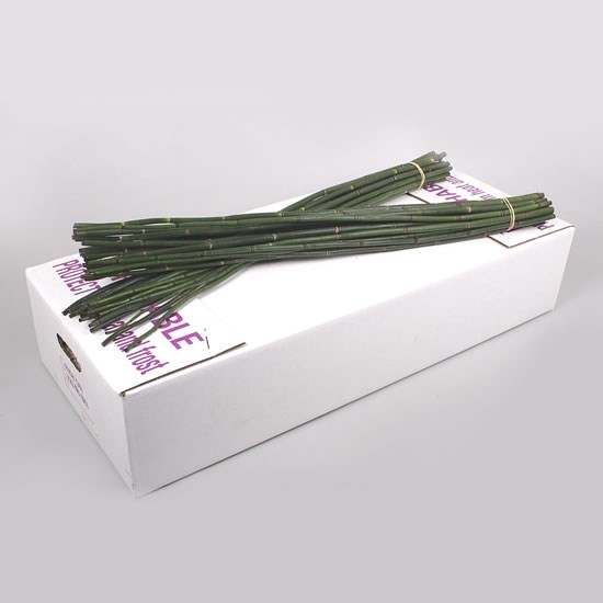 SNAKE GRASS (BAMBOO)