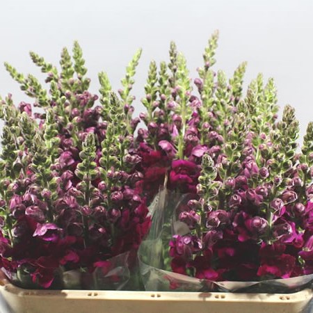 SNAPDRAGON ANTIBES MAGENTA