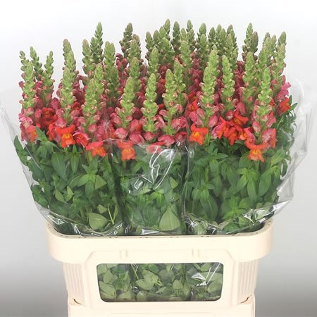 SNAPDRAGON ANTIBES ORANGE