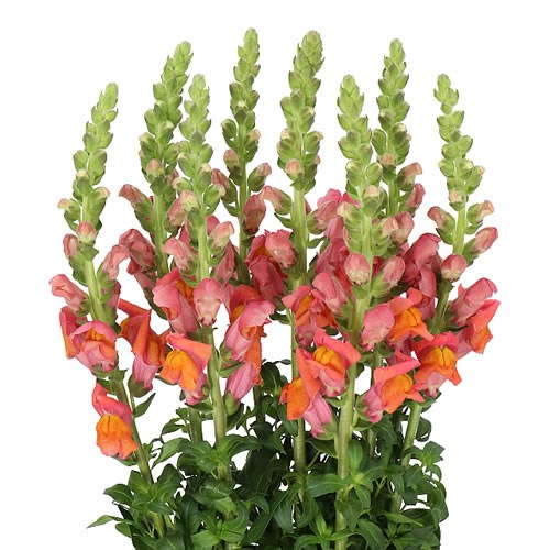 SNAPDRAGON AVIGNON DARK ORANGE