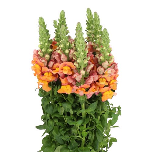 SNAPDRAGON COOL ORANGE