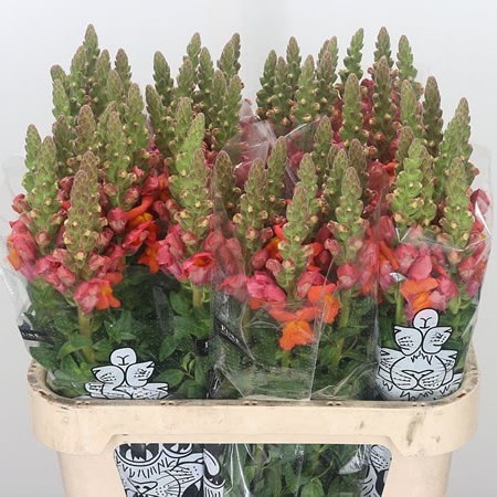 SNAPDRAGON COOL ORANGE