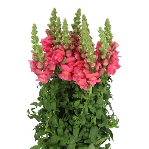 SNAPDRAGON COOL ROSE