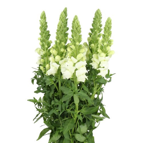 SNAPDRAGON COOL WHITE