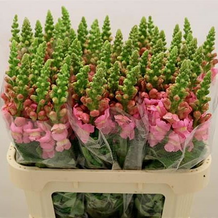 SNAPDRAGON COSTA ROSE