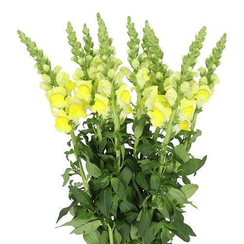 SNAPDRAGON LEGEND YELLOW