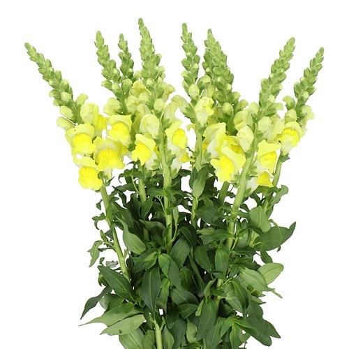 SNAPDRAGON LEGEND YELLOW