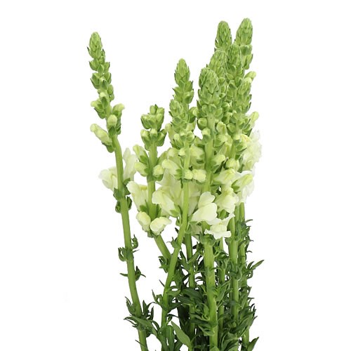 SNAPDRAGON MARYLAND WHITE 70cm Wholesale Dutch Flowers & Florist