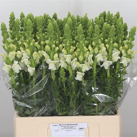 SNAPDRAGON MONACO WHITE