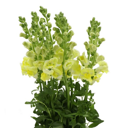 SNAPDRAGON NANTES YELLOW