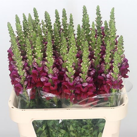 SNAPDRAGON OPUS RED
