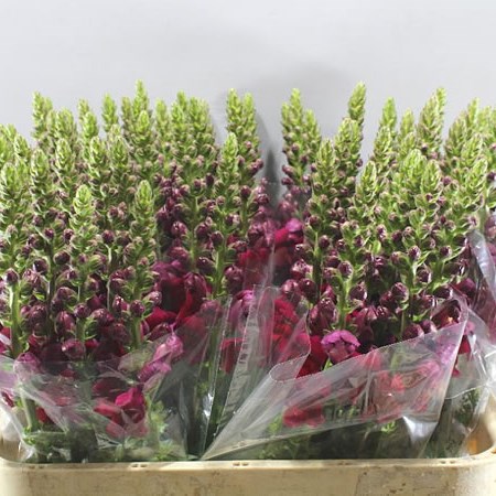 SNAPDRAGON OPUS RED