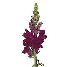 SNAPDRAGON POTOMAC CRIMSON
