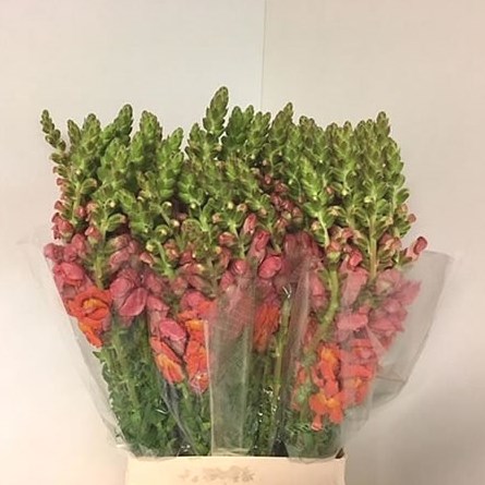 SNAPDRAGON POTOMAC D ORANGE