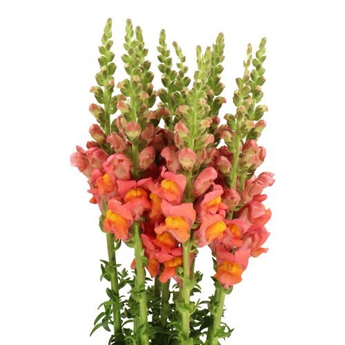 SNAPDRAGON POTOMAC DARK ORANGE