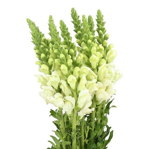 SNAPDRAGON POTOMAC EARLY WHITE